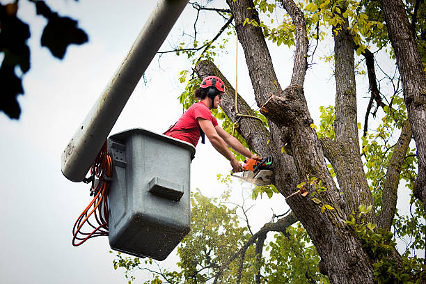 Best Tree Pruning Services  in Grants, NM